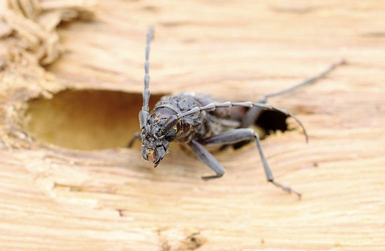 Des trous de sorties pouvant être ovale ou rond