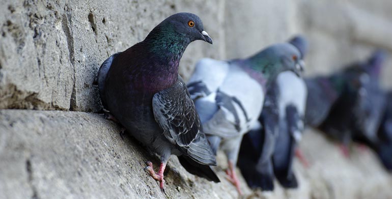 pigeons